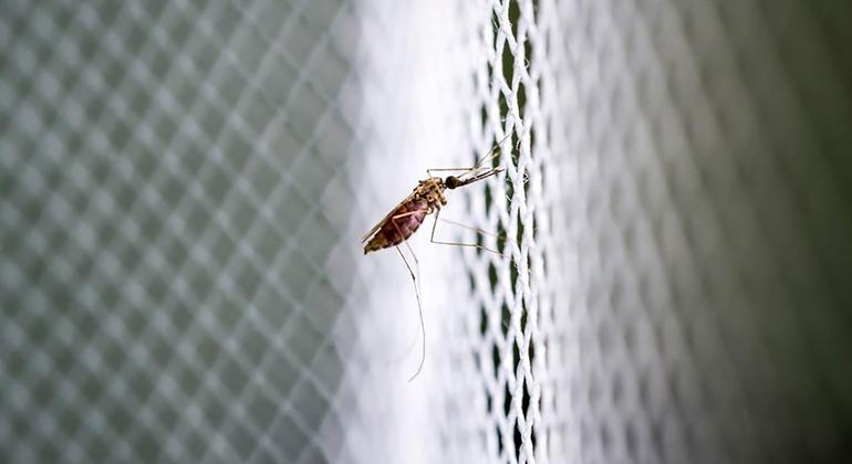 World News in Brief: Egypt malaria-free, tropical storm lashes Cuba, Mozambique killings, WHO support for South Sudan