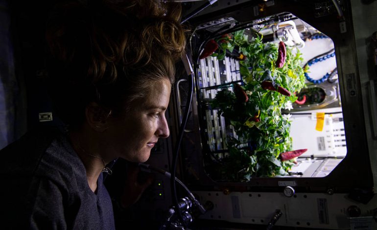 Astronaut Kayla Barron checks out chile peppers growing in the station