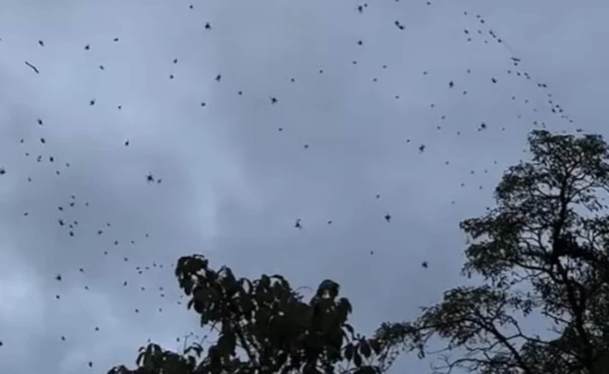 Video Shows Hundreds Of Spiders Swarming The Sky In Brazil, Expert Explains The Reason
