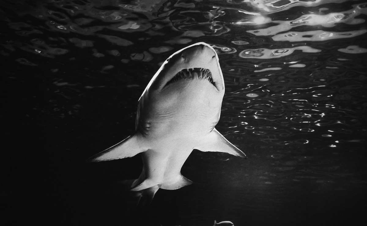 DNA Analysis Reveals Killers Of Great White Shark Found Mysteriously Dead On Beach