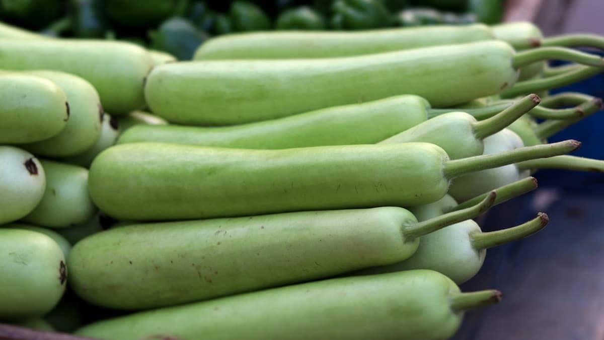 Cant Finish Whole Lauki? This Brilliant Hack Keeps It Fresh For A Week