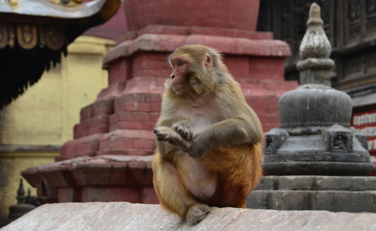 Sri Lanka Is Facing A Nationwide Power Outage. The Reason Is A Monkey