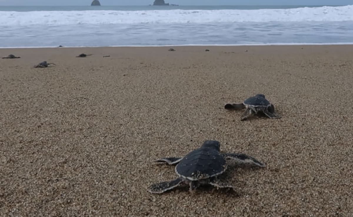 Dancing Turtles Show How Animals Use Magnetic Field As A Map
