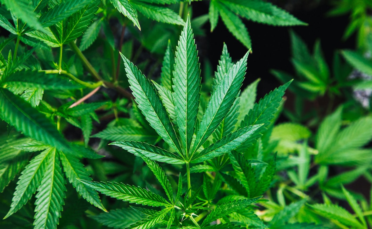 Switzerland Considers Legalising Recreational Cannabis