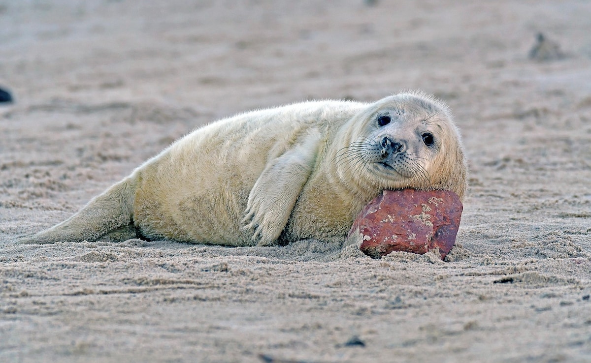 Seals Can Act As 'Smart Sensors' For Monitoring Fish Population: Study