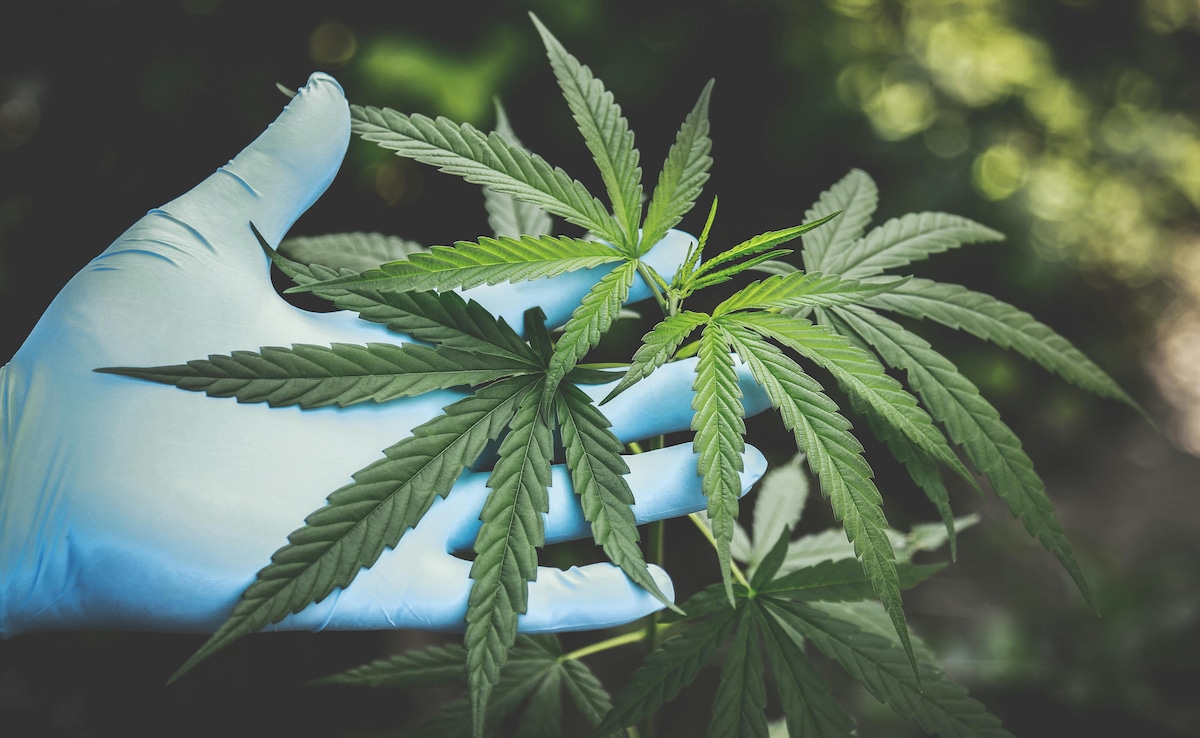 Drug Dealer In UK Avoids Deportation After Promising To Only "Smoke Cannabis"