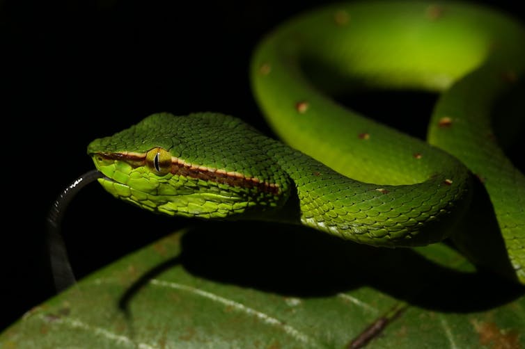 Green snake with stripes across its face.