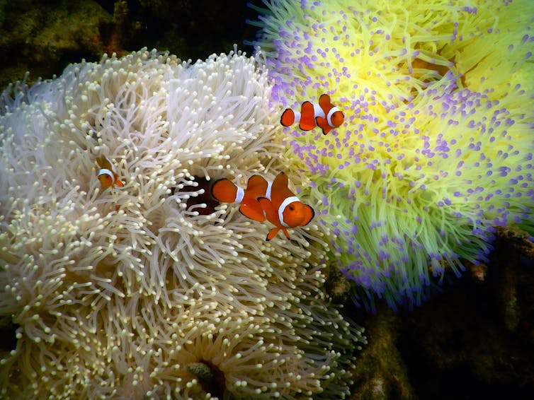 Three clownfish with their orange and white striped bodies