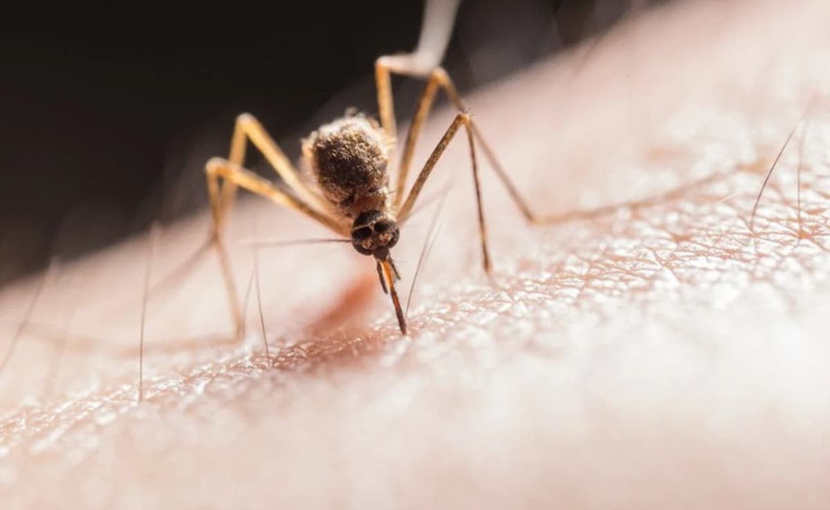 Residents Of This Asian City Are Earning Cash For Killing Mosquitoes