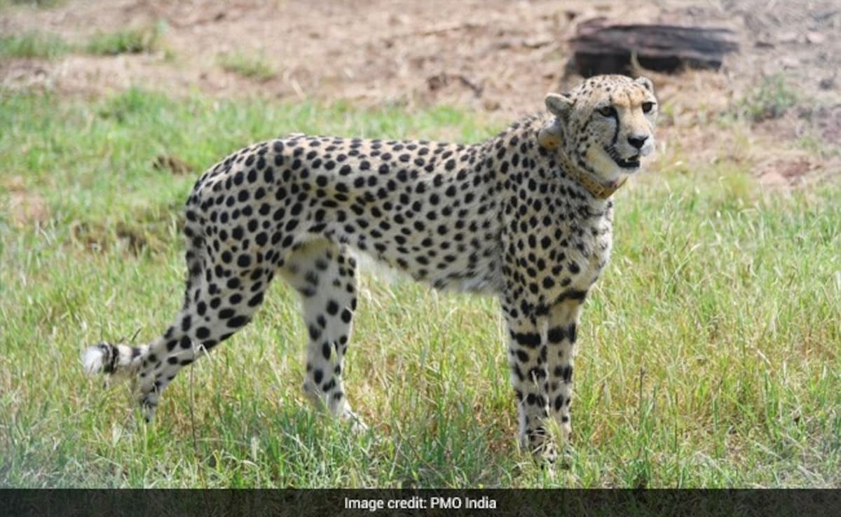 5 Cheetahs Released Into Wild In Madhya Pradesh's Kuno National Park