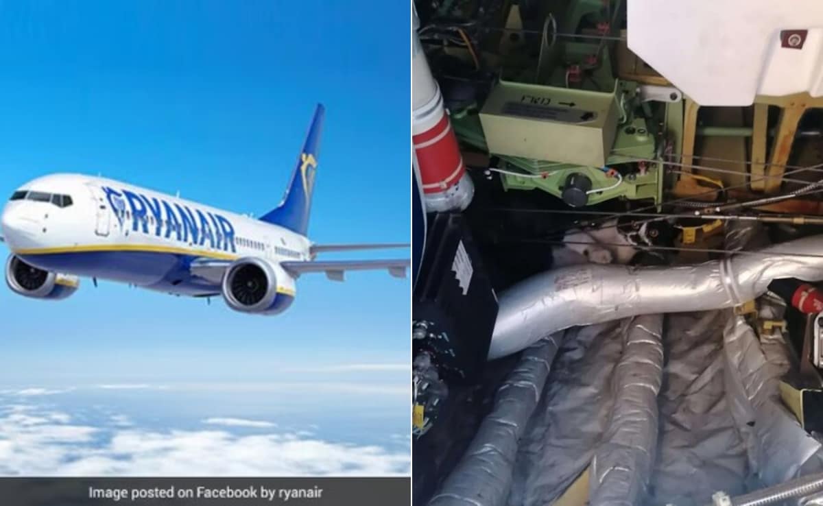 Cat "Hijacks" RyanAir Flight To Germany, Causing 2-Day Delay