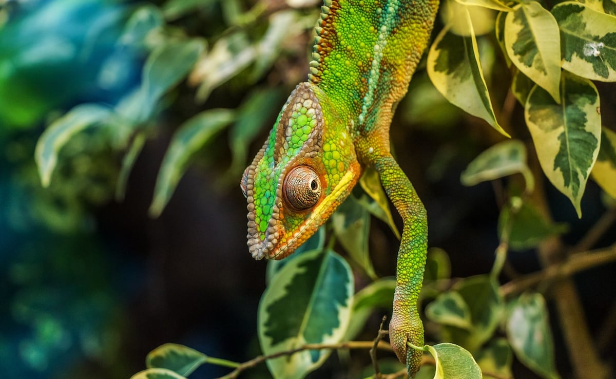 How Did Earth Become So Colourful? New Research Gives Us Some Clues