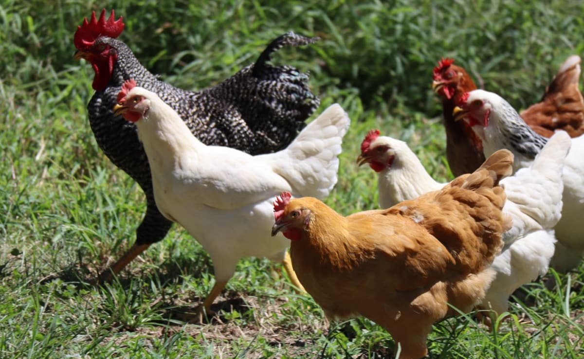 In Telangana, 2,500 Chickens Die In 3 Days Due To Mysterious Disease