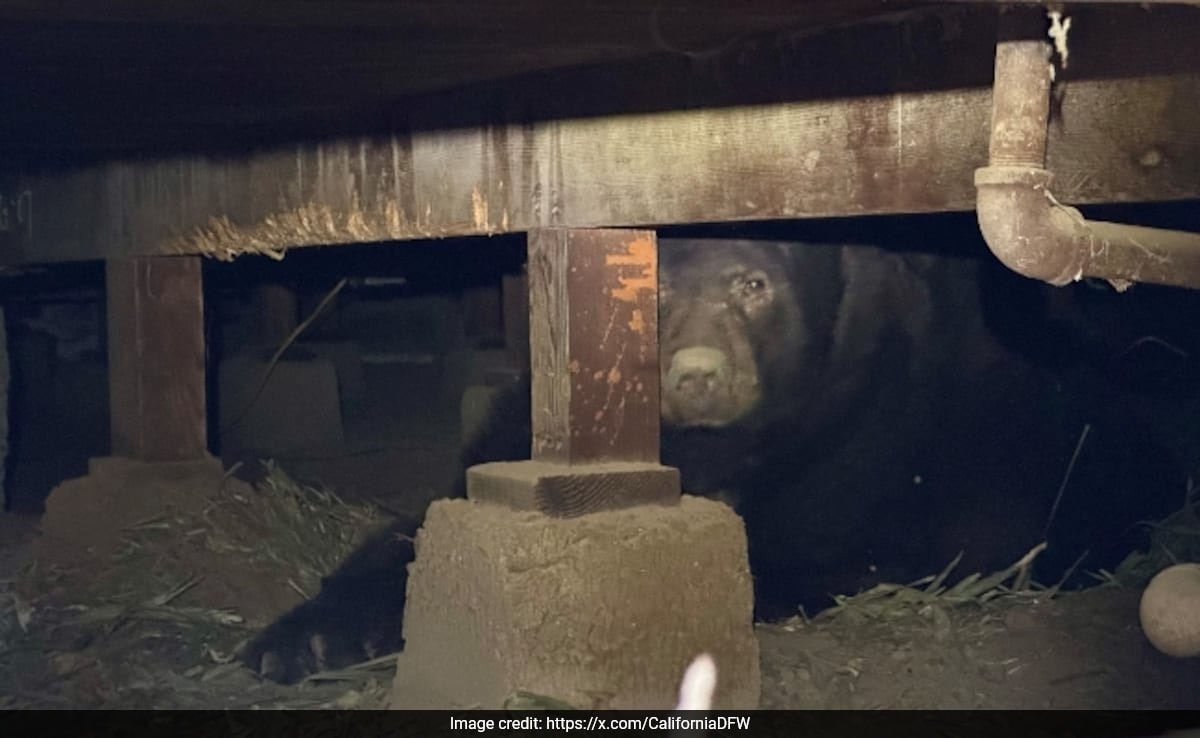 Man Flees Home During Los Angeles Wildfires, Returns To Find Bear Living There
