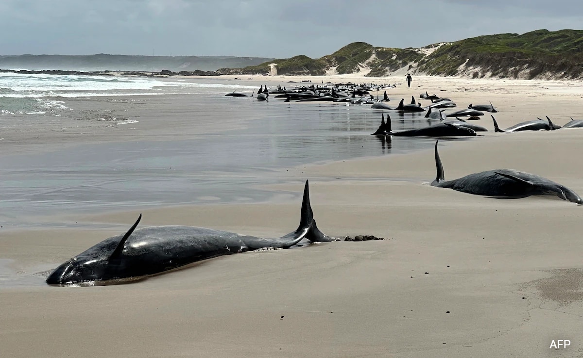 Over 150 Dolphins Found On A Remote Beach In Australia, At Least 90 Alive