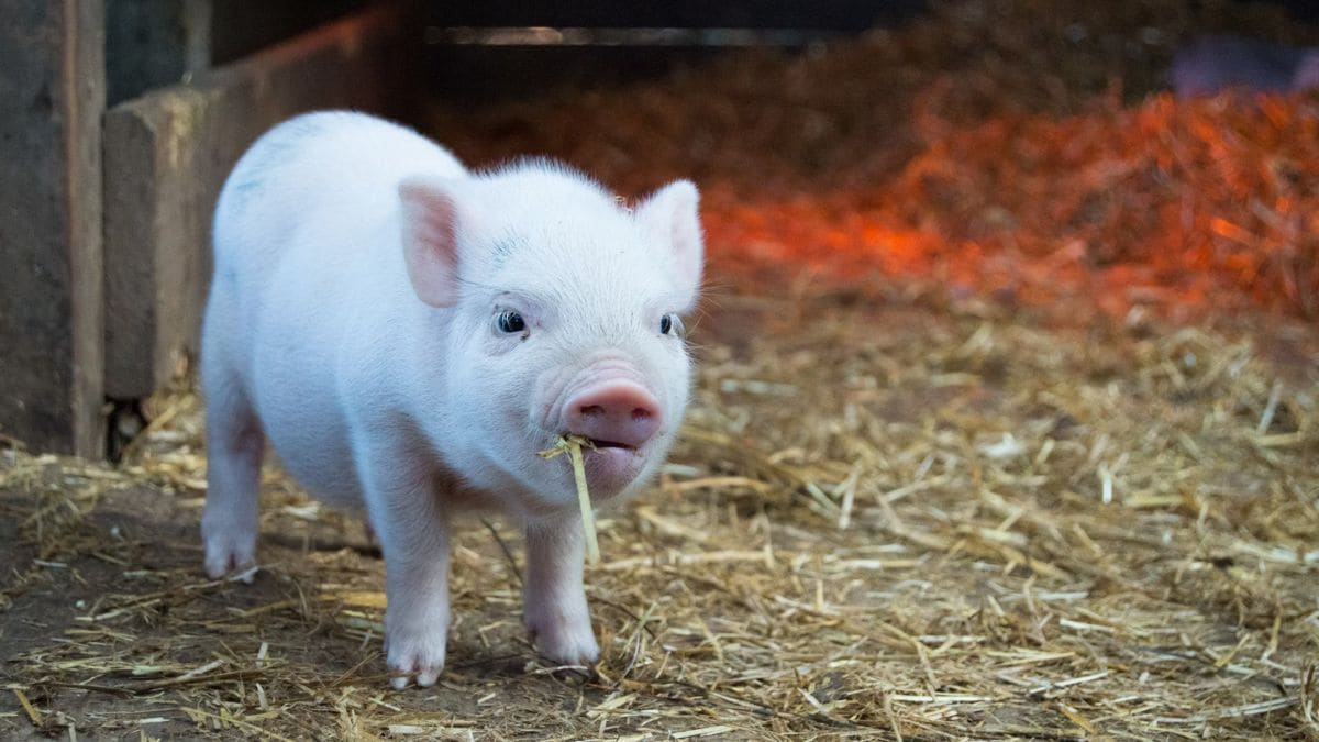 Researchers Using AI to Scan Animals’ Faces to Decipher Signs of Pain and Emotions: Report
