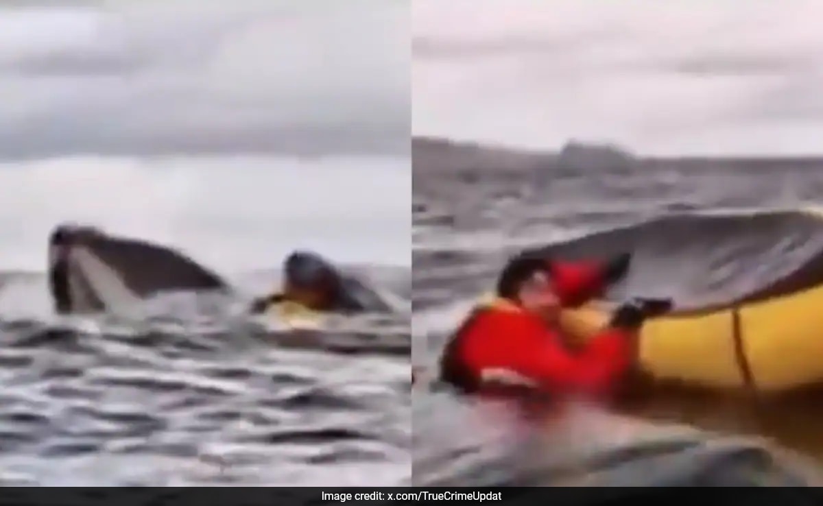 Swallowed, Spit Out By Whale, Kayaker Shares What It Felt Like Inside