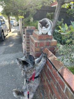 A small dog looking at a cat sitting on a brick fence.