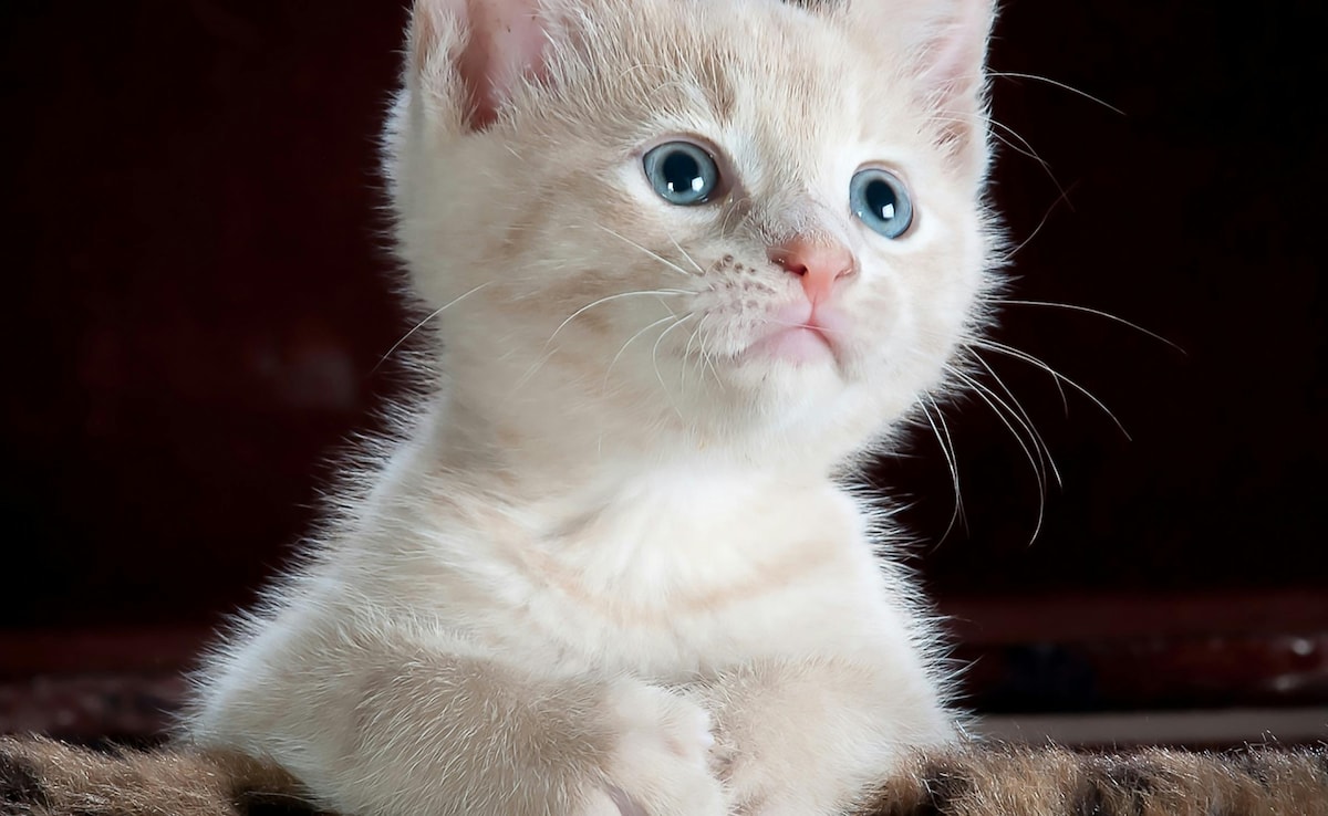 Do Cats Have 'Friends' Or They Compete For Territory? Animal Experts Say...