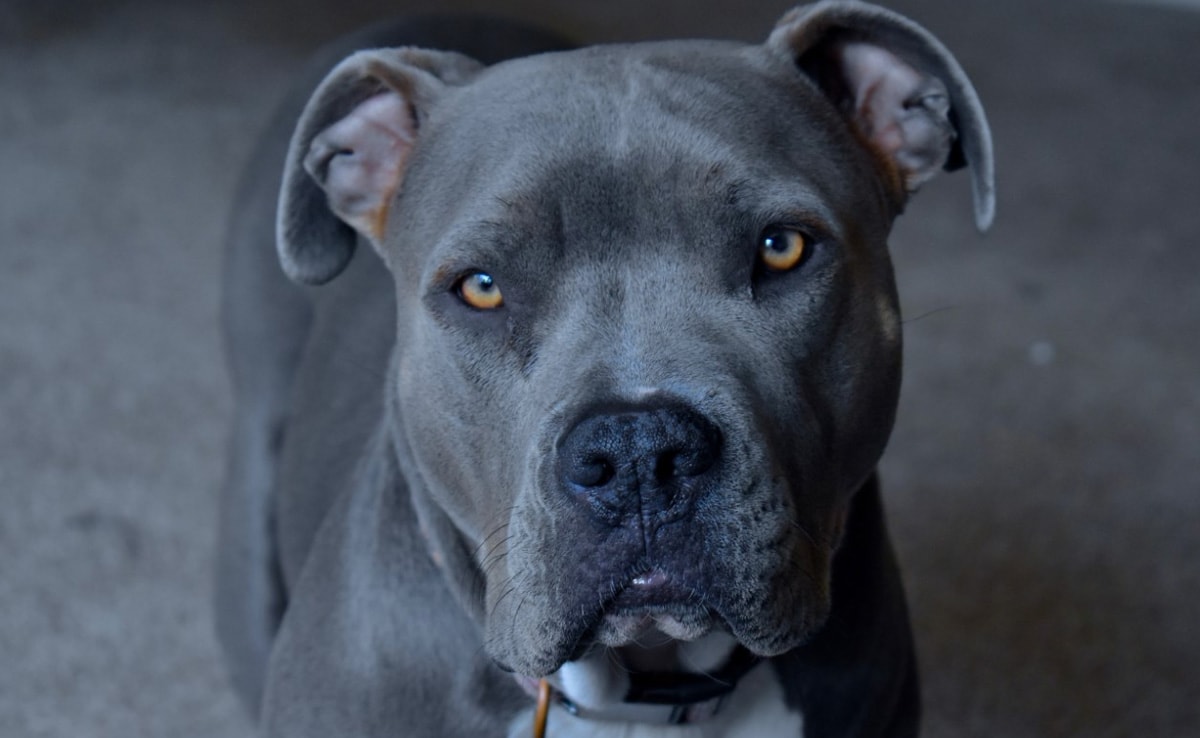 Dog Shoots US Man In Bed With Girlfriend After Paw Gets Stuck In Trigger