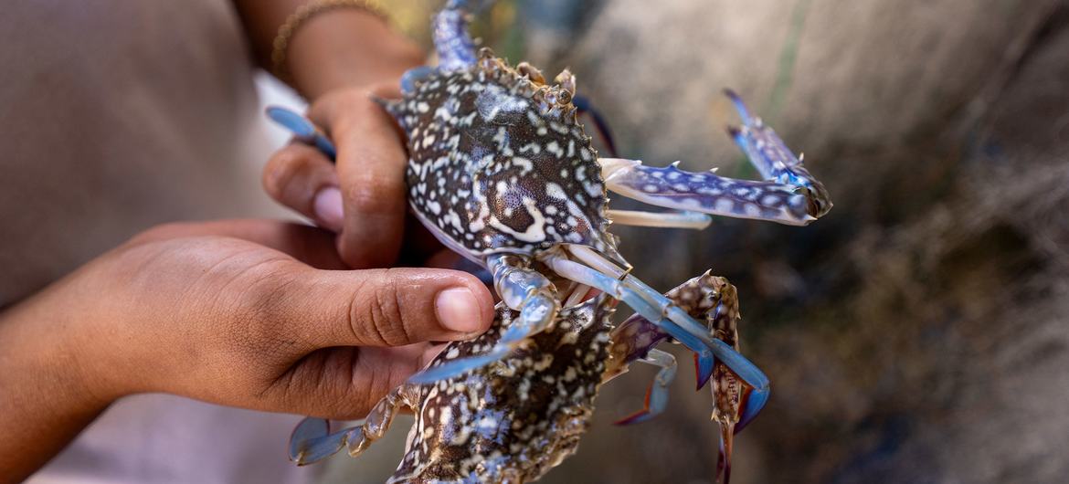 The blue swimming crab is abundant in the Sasmuan Pampanga coastal wetland.