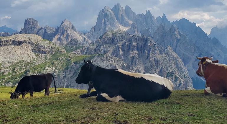 Global demand for meat and dairy set to rise, but climate and nutrition gaps remain