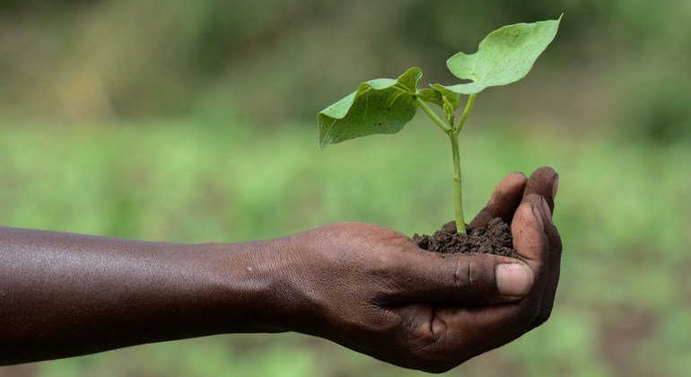 Slight decrease in global hunger as inequalities widen, says UN interagency report