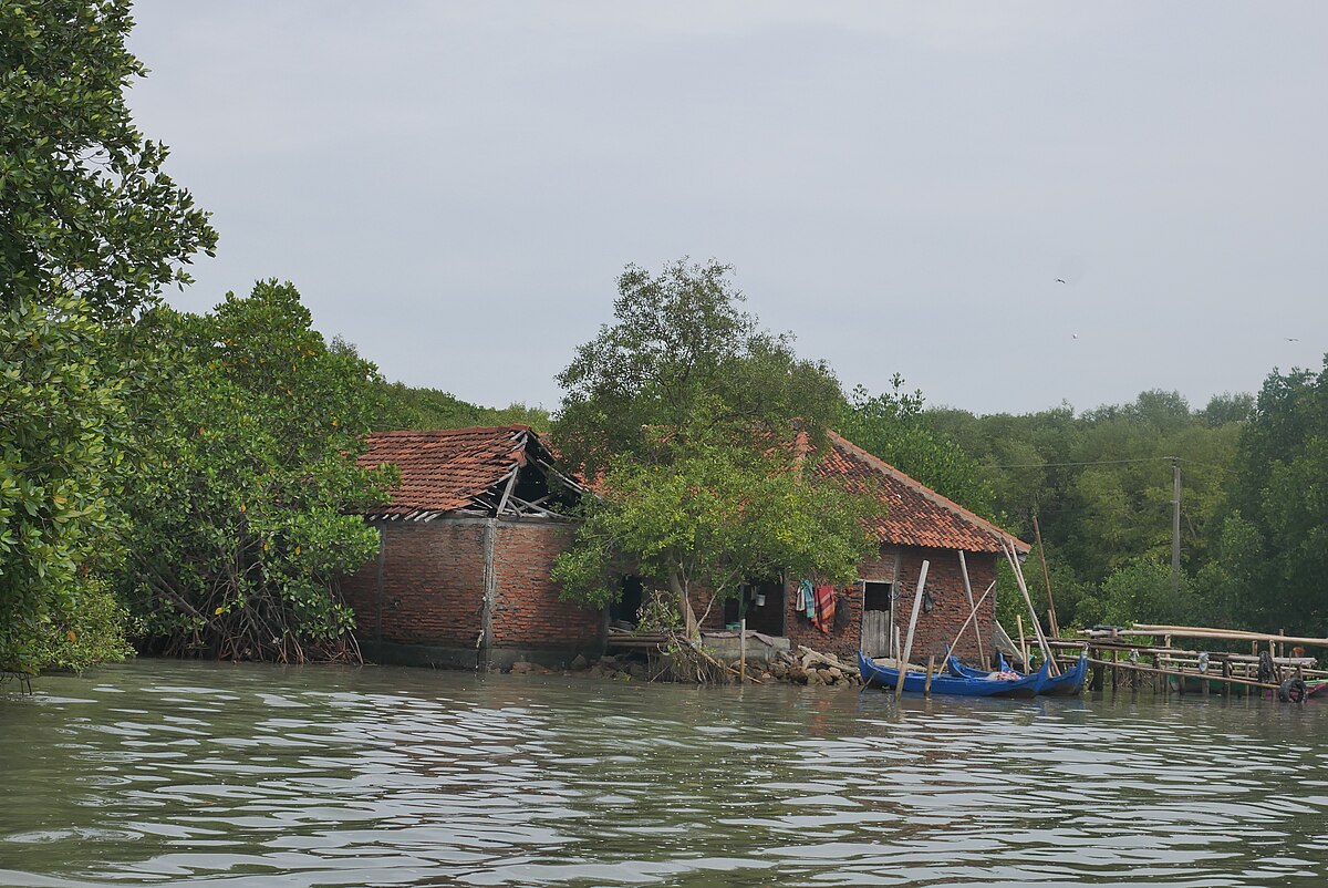 Indonesian mangrove farmer fights rising tides by planting trees in Bedono