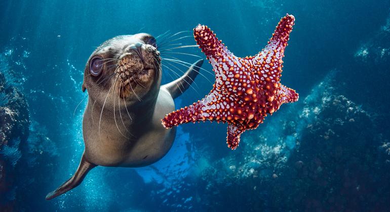 UN ‘high seas’ treaty clears ratification threshold, to enter into force in January