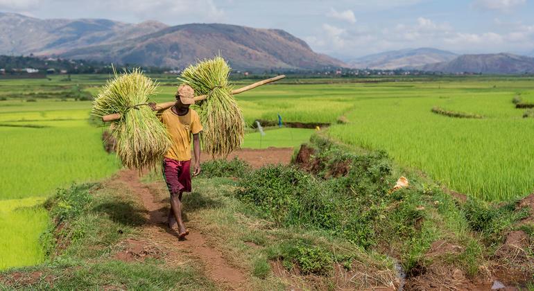 World Food Day live: The task of feeding the world