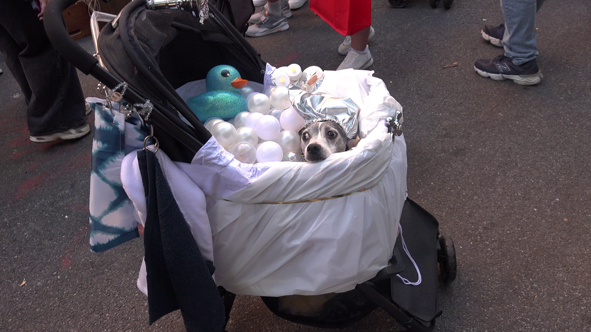 During the 35th annual Tompkins Square dog parade in New York City, a surprise driver attempts to drive through the parade