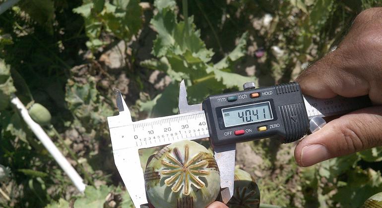 Afghanistan: Opium cultivation drops sharply, but regional trafficking rises