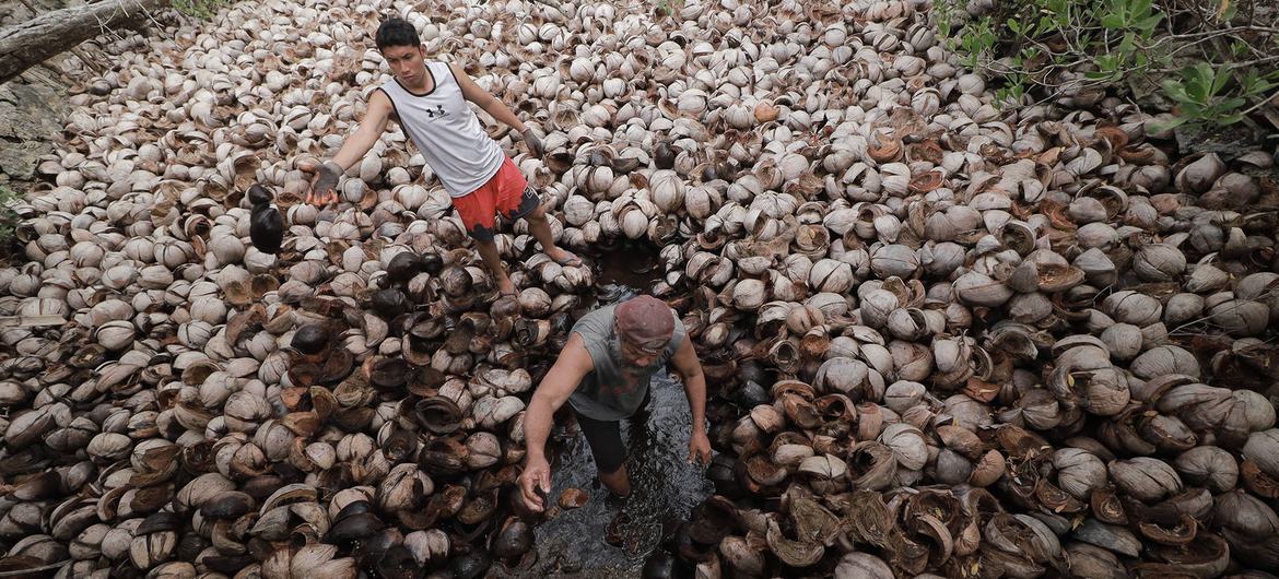 The practice of making Asin Tibuok, the artisanal sea salt of the Boholano of Bohol Island, Philippines
