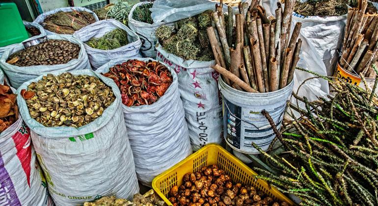 Traditional medicine is now a global reality: WHO