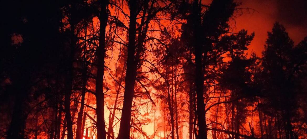 A dramatic night scene of a forest fire in Belarus, with bright orange flames illuminating the silhouettes of tall pine trees against a dark sky.