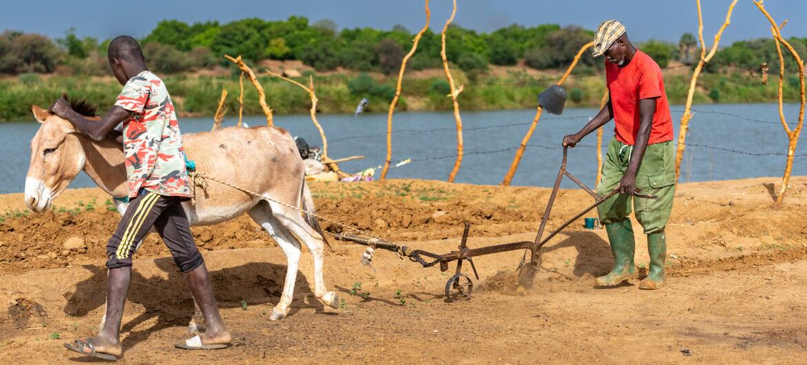 Two men plowing a field with a donkey in Mauritania.