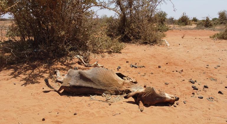 World News in Brief: Somalia drought response, Gaza and Ukraine aid updates, human rights abuses in Tunisia