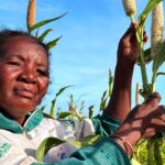 Climate shocks accelerating as El Niño threat looms over already vulnerable regions
