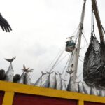 Global fish production hits new high, but climate threats loom