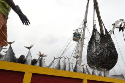 Global fish production hits new high, but climate threats loom