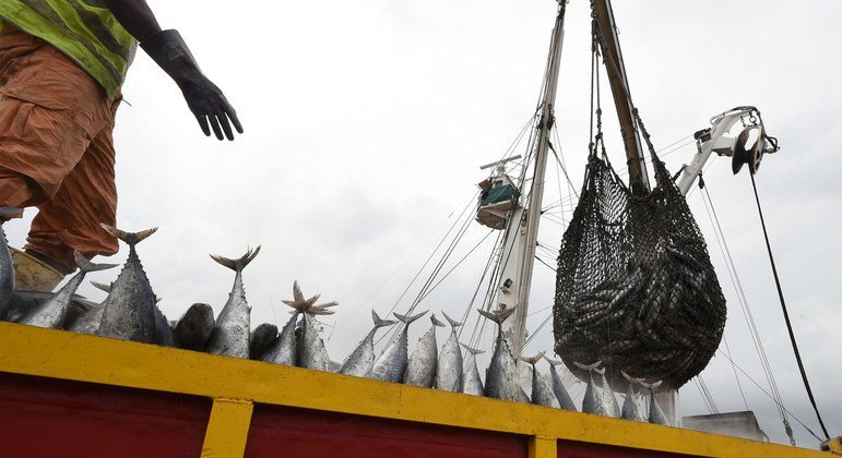 Global fish production hits new high, but climate threats loom
