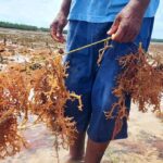 Why sustainable alternatives to plastic are struggling to compete