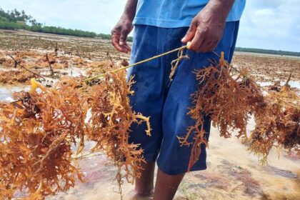Why sustainable alternatives to plastic are struggling to compete
