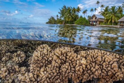 Humanity’s future depends on protecting the rapidly changing ocean