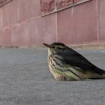 ‘Every Bird Counts’: How city residents can help protect migratory birds