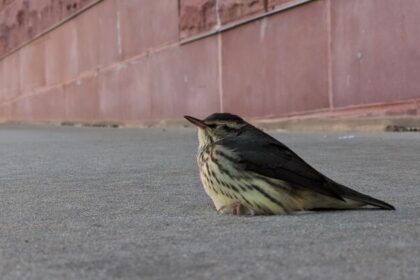 ‘Every Bird Counts’: How city residents can help protect migratory birds