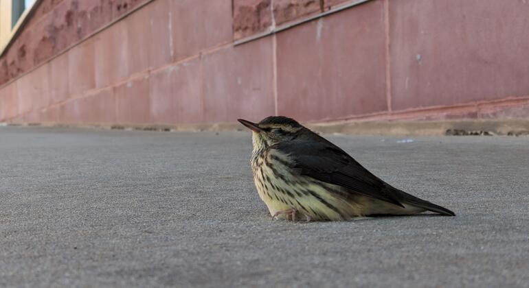‘Every Bird Counts’: How city residents can help protect migratory birds
