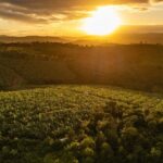 Welcome to the ‘agrihood’ – the neighbourhood of the future?
