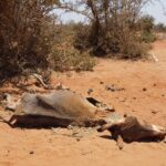 World News in Brief: Somalia drought response, Gaza and Ukraine aid updates, human rights abuses in Tunisia