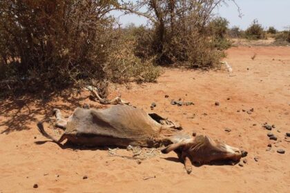 World News in Brief: Somalia drought response, Gaza and Ukraine aid updates, human rights abuses in Tunisia